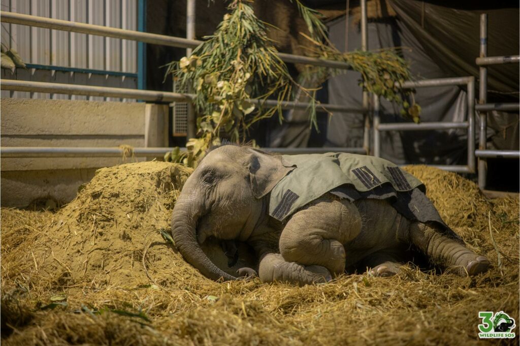 Small mounds are created for a comfortable sleep for Bani