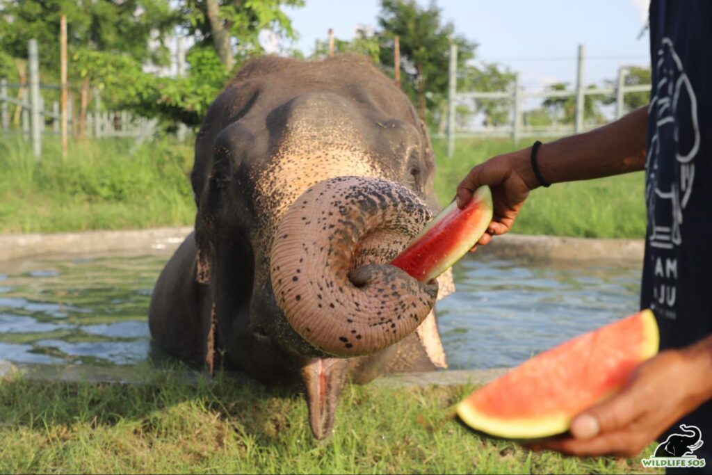 Munching on fruits while resting in pool- Raju