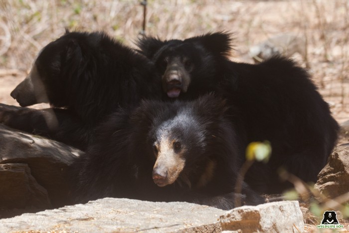 Ankita is the foster mom to two orphaned cubs.
