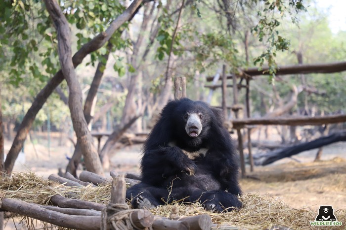Sloth bear Rose on her structural enrichment -wooden platform