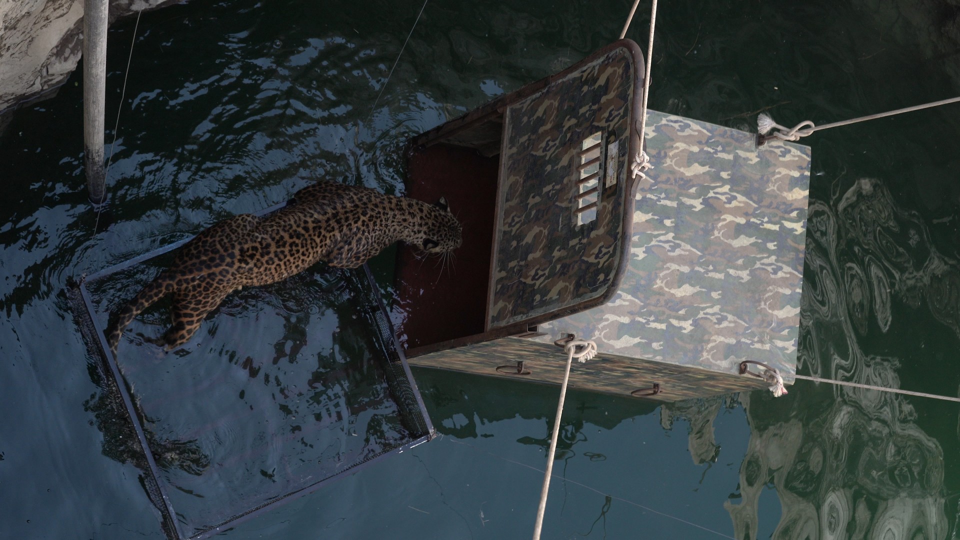 Dead Leopard Floating Wildlife SOS Comes To The Rescue Of A Drowning Leopard In Maharashtra ...