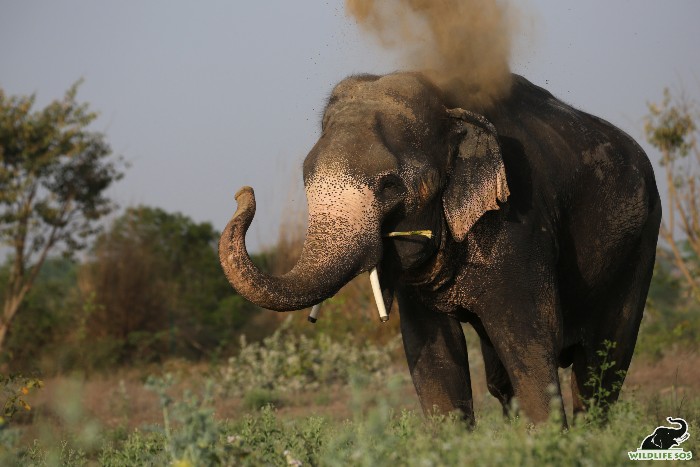 Rescued elephant Jai on a walk