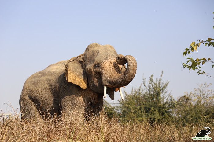Musth management in bulls is difficult