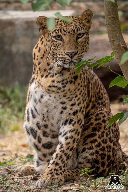 Resilient Shivani came to Wildlife SOS' MLRC as a young cub of 3 months old