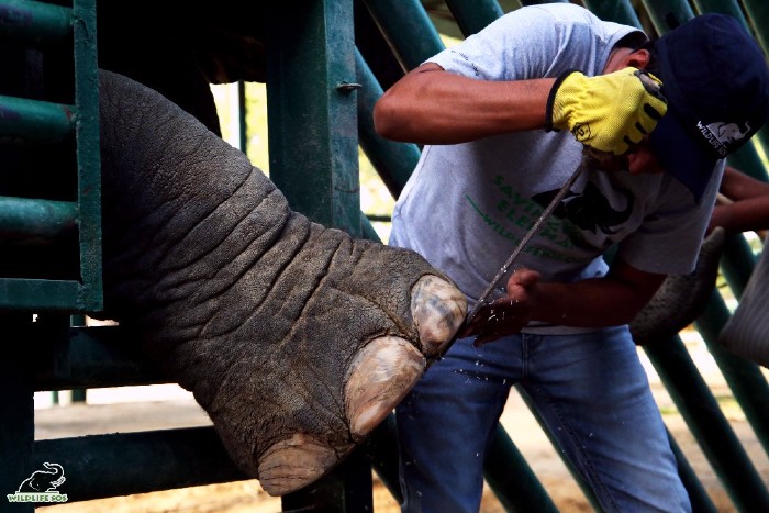 The veterinary officer conducting nail trimming and pedicure sessions for Laxmi. [Photo (c) Wildlife SOS/Mradul Pathak]