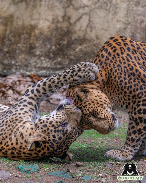Grooming session between Ganesh and Vitthal at MLRC.