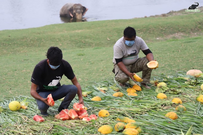 The elephant caregivers set up a feast while the trio splashed around in the river! 