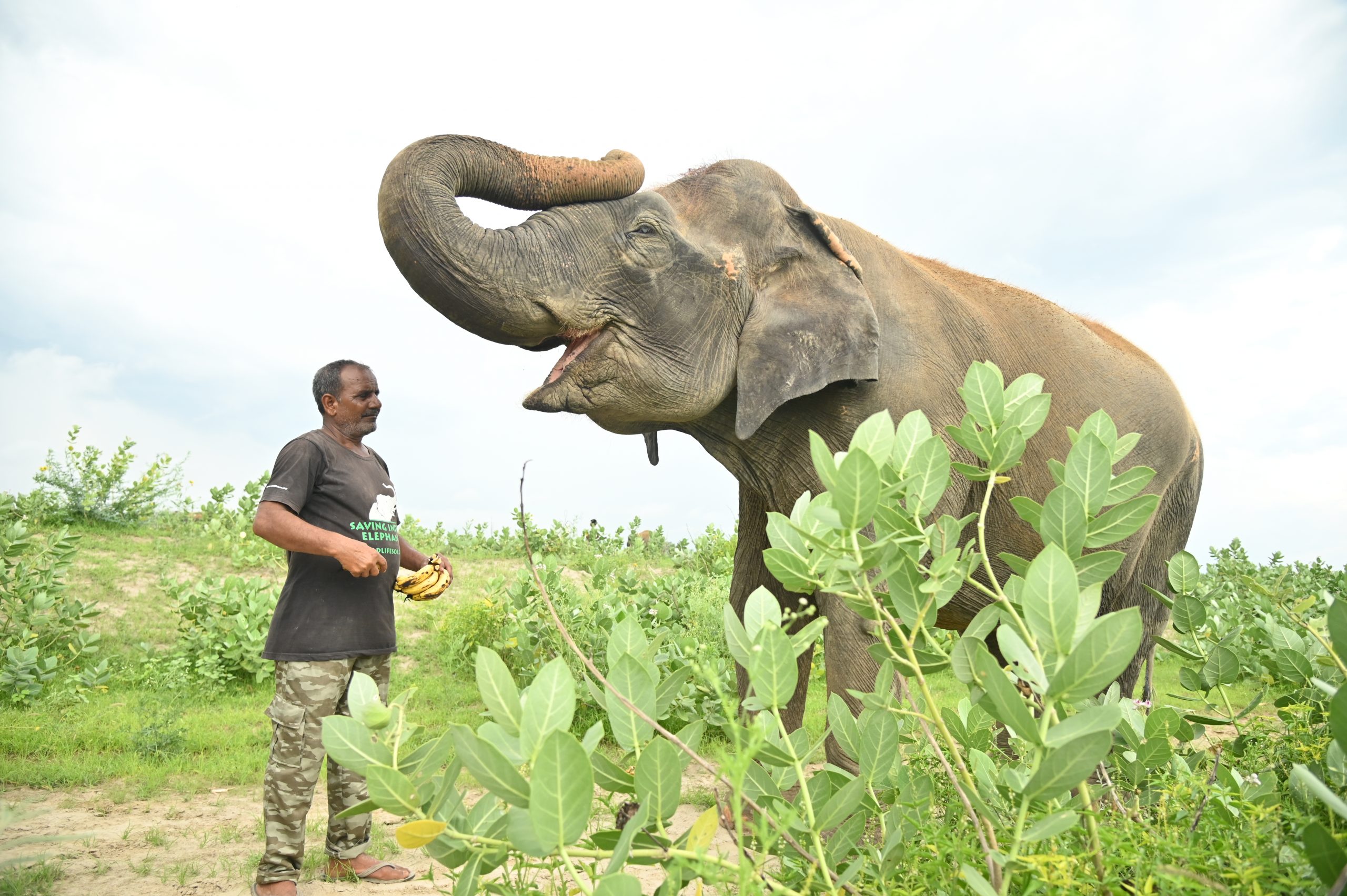 The Daily Routine Of Elephants At Wildlife SOS! - Wildlife SOS