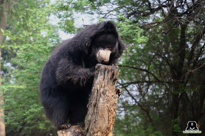 Kabilan - one of the largest Sloth bears at ABRF. [Photo (c) Wildlife SOS/Shresatha Pachori]