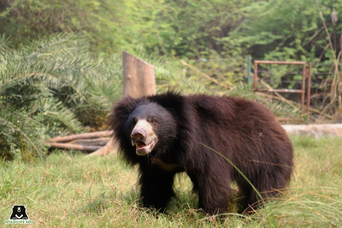 Sloth bear Ron in his field at ABRF. [Photo (c) Wildlife SOS/Shresatha Pachori]