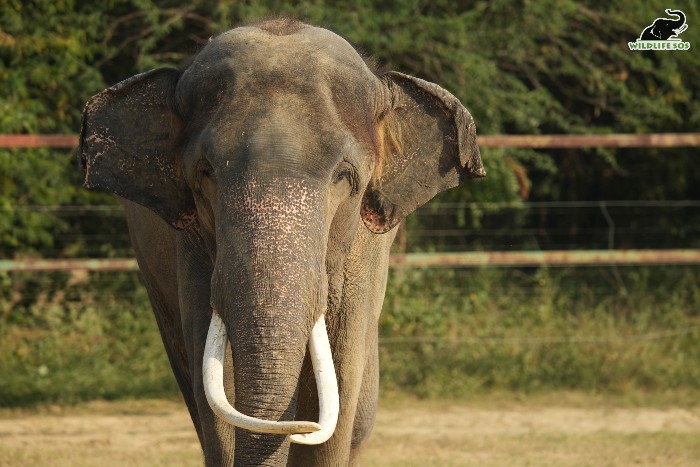 Ramu's tusks exhibit a criss-cross pattern, yet, this doesn't significantly hinder his daily activities at the Elephant Conservation and Care Centre 