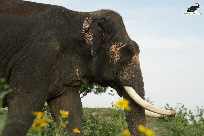 Rajesh's tusks are capped with gold bangles, serving as protective shields against chipping or breakage from rough usage. 