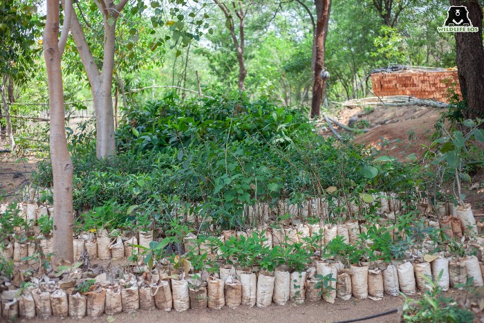Native species of trees and shrubs were  chosen for the Wildlife SOS habitat restoration project