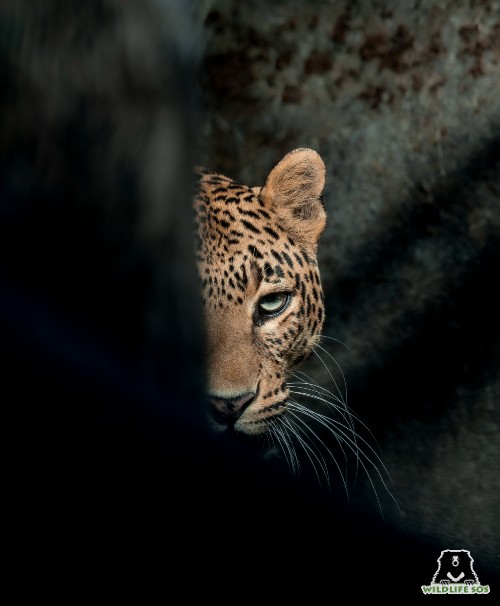 Shivani aged from a 3-month-old cub to a resilient 15-year-old adult