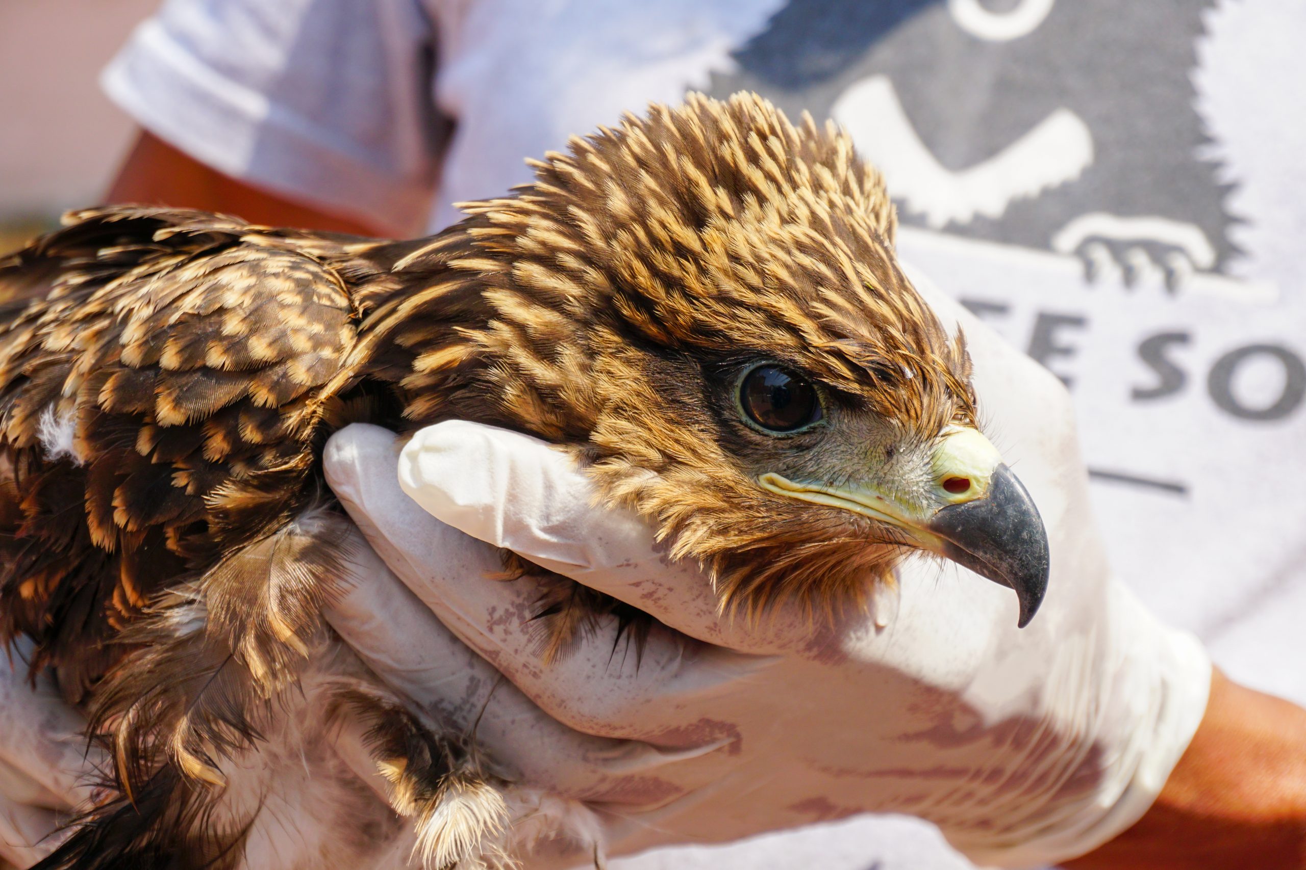 Summer Of '23: Wildlife SOS Rescues Birds Facing The Heat - Wildlife SOS