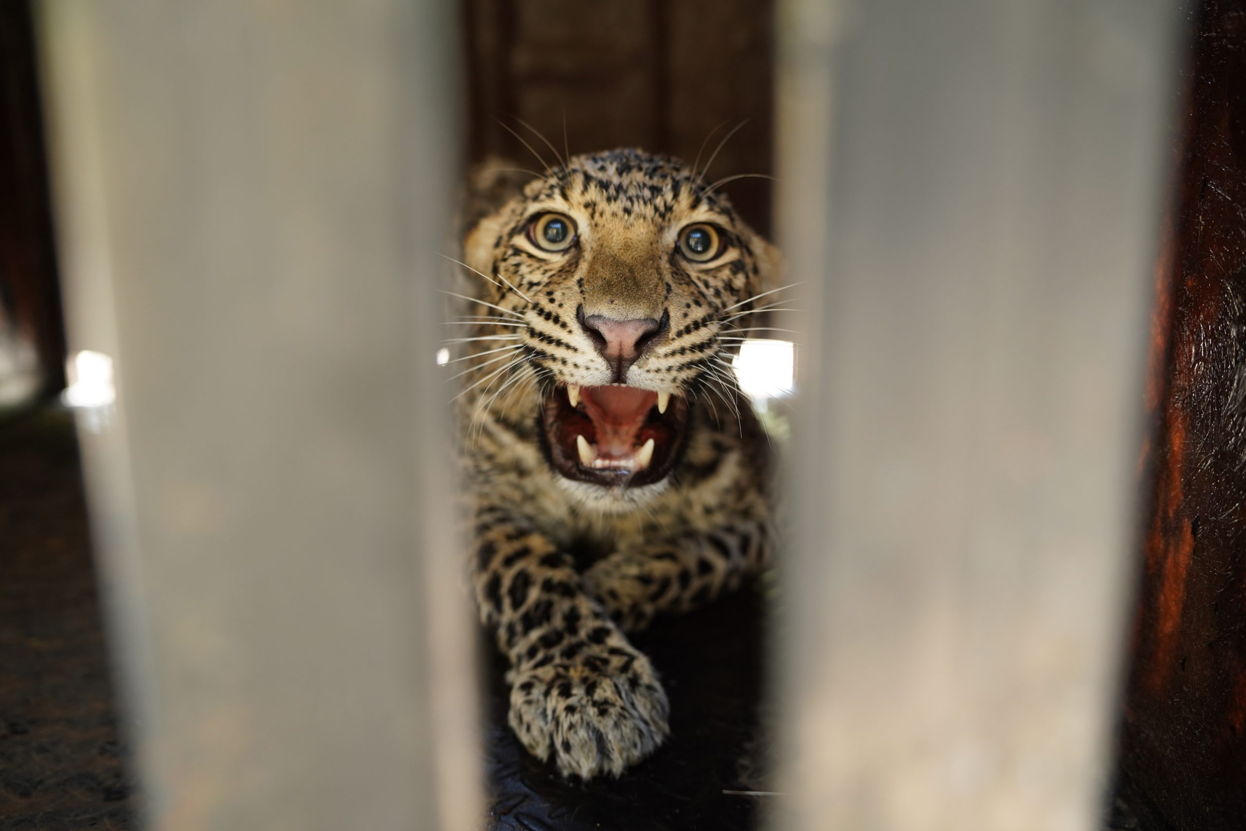 Leopard Saved From Drowning In An 80-ft-Deep Open Well! - Wildlife SOS