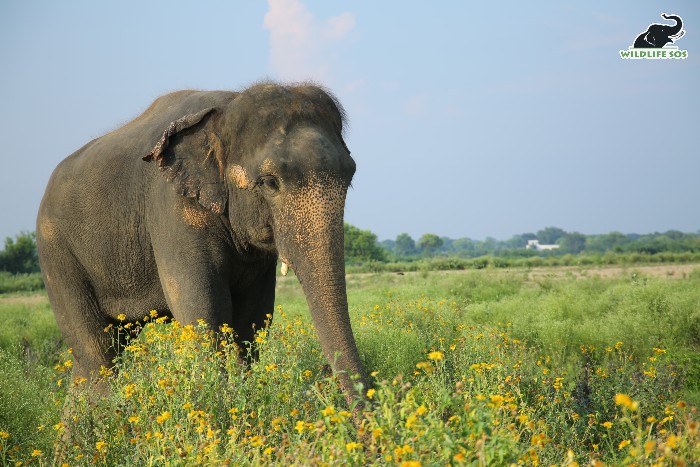 At the Elephant Conservation and Care Centre Walnut is affectionately known as Wally