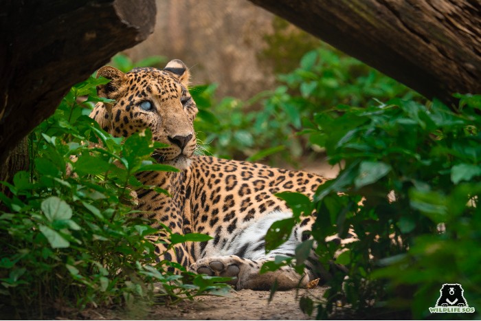 Their enclosure in MLRC is made to mimic their natural habitat