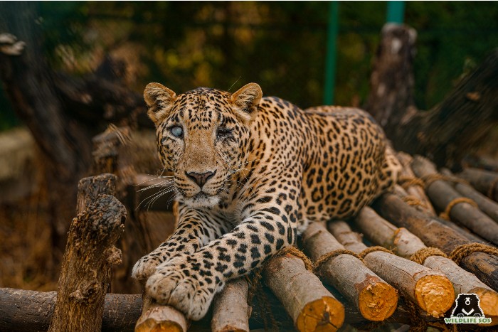 Ganesh on his wooden platform enrichment.