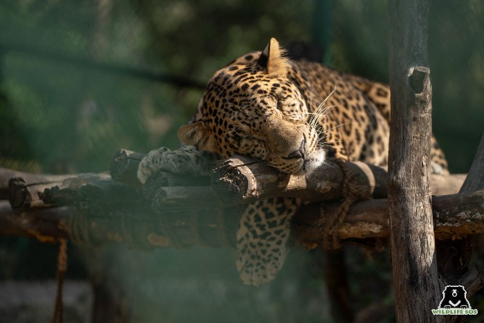 Ganesh sleeping on his favourite wooden platform enrichment.