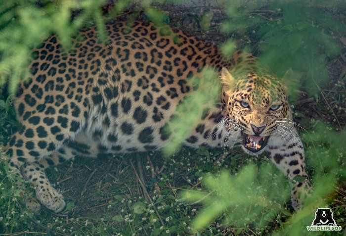 After Sitara's passing, Shivani became more reclusive and shy