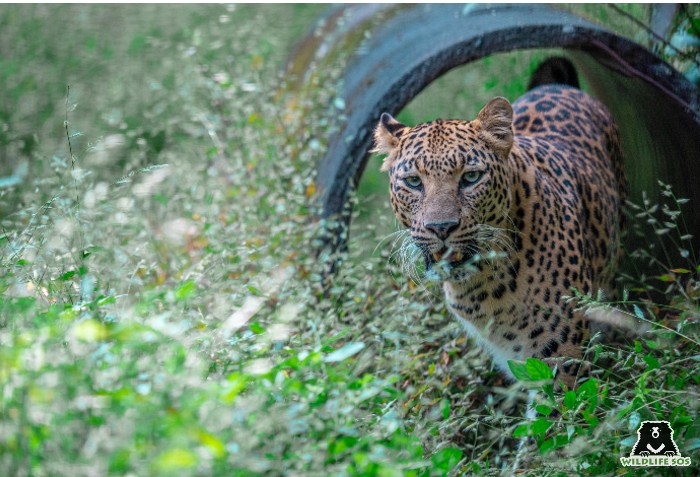 Shivani's caregiver designs specially tailored enrichments in her enclosure for her