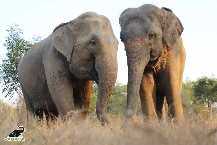 Taj and Tara share a unique bond that allows them to share an enclosure together