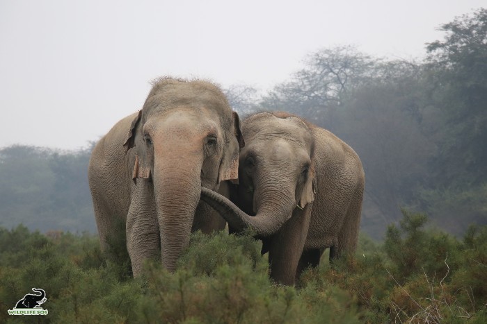 Rescued as a part of the Nut Herd, Peanut-Coconut share strong bonds of friendship and an enclosure with each other