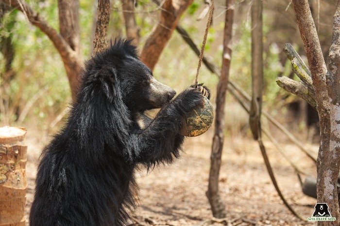 Tulsi's favourite enrichment is the hanging ball feeder smeared with peanut butter