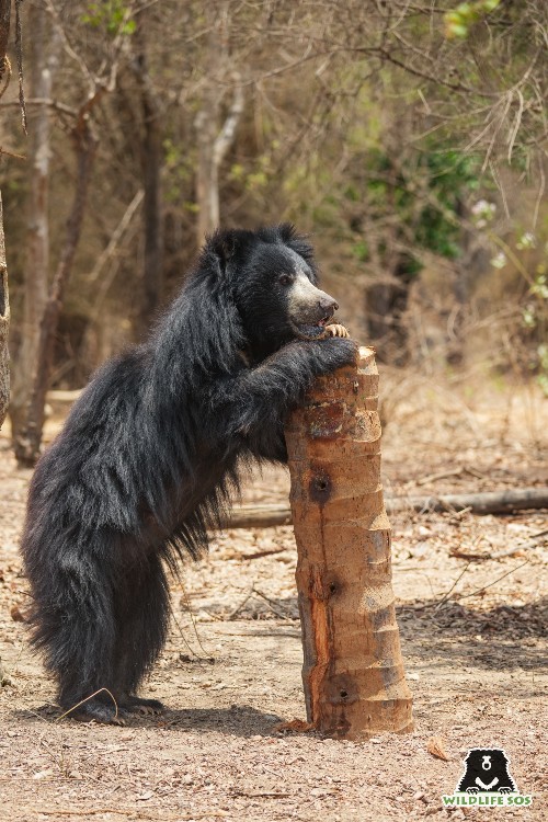 Tulsi in her enclosure while resting on a log enrichment for lifetime care