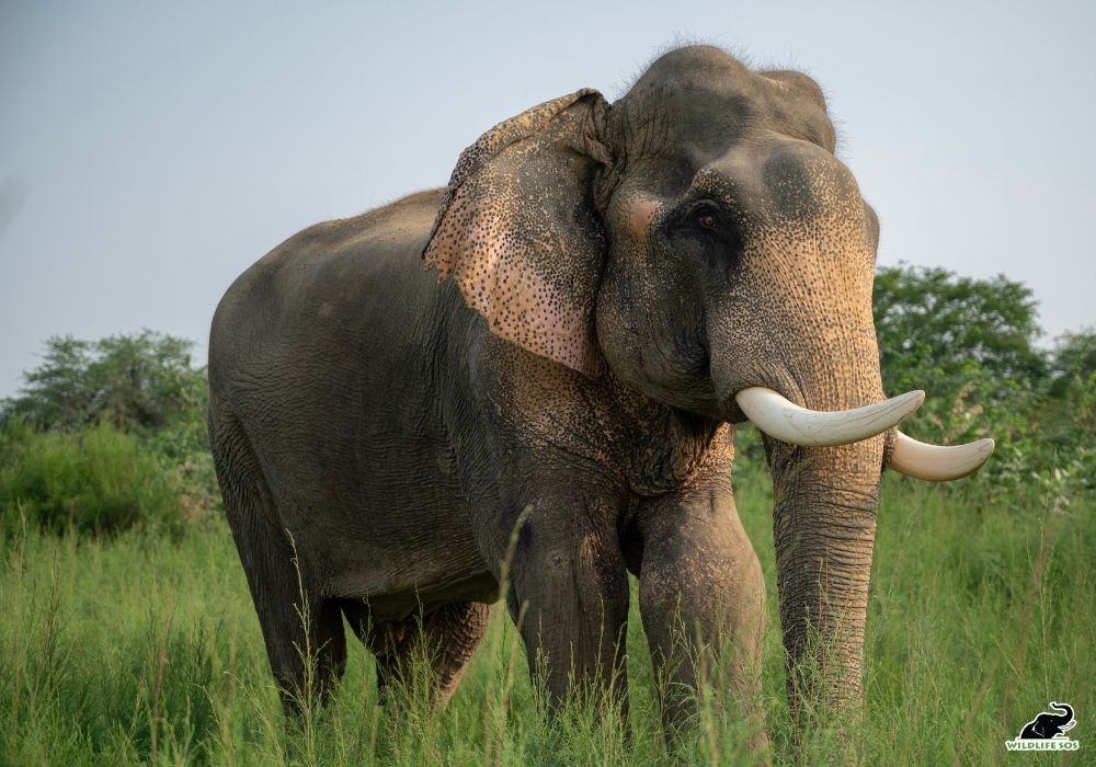 Vayu stands as a symbol of quiet strength, finally embracing safety and affectionate care. [Photo © Wildlife SOS/ Atharva Pacharne]