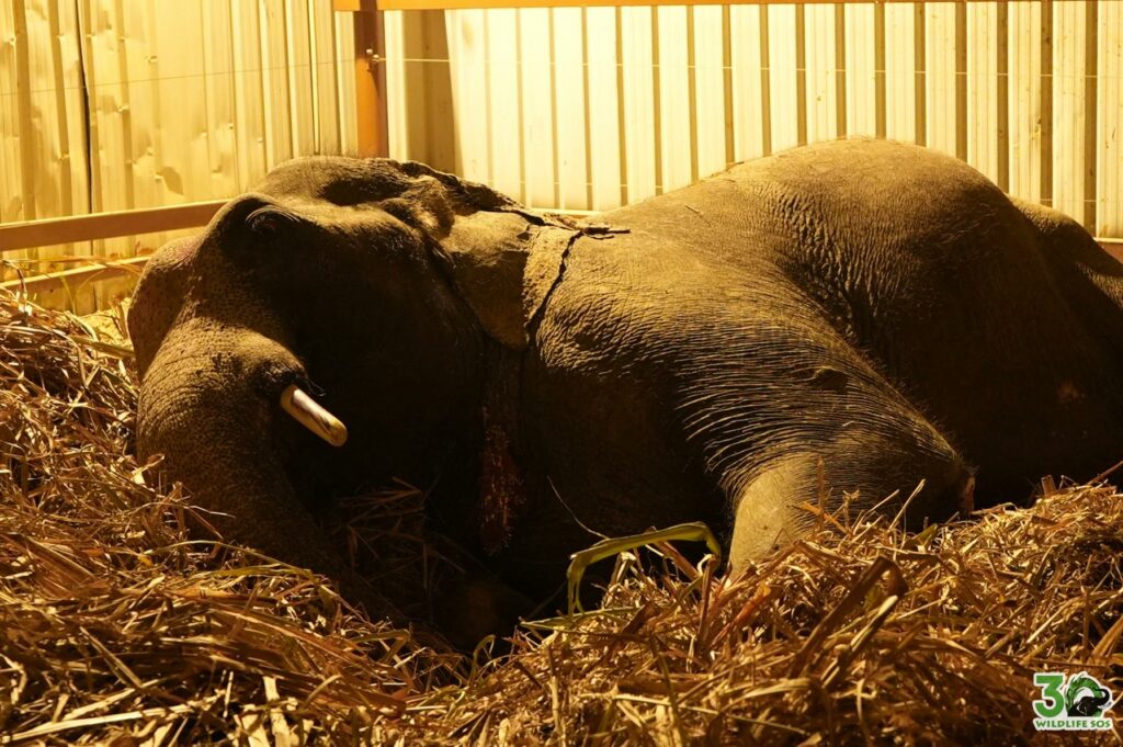 Manu sleeping peacefully at EHC