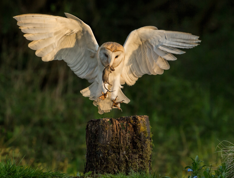 Barn Owl catching prey
