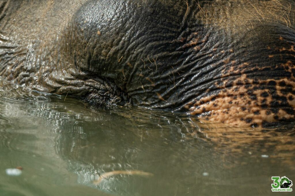 Holly enjoys the peace time in her pool