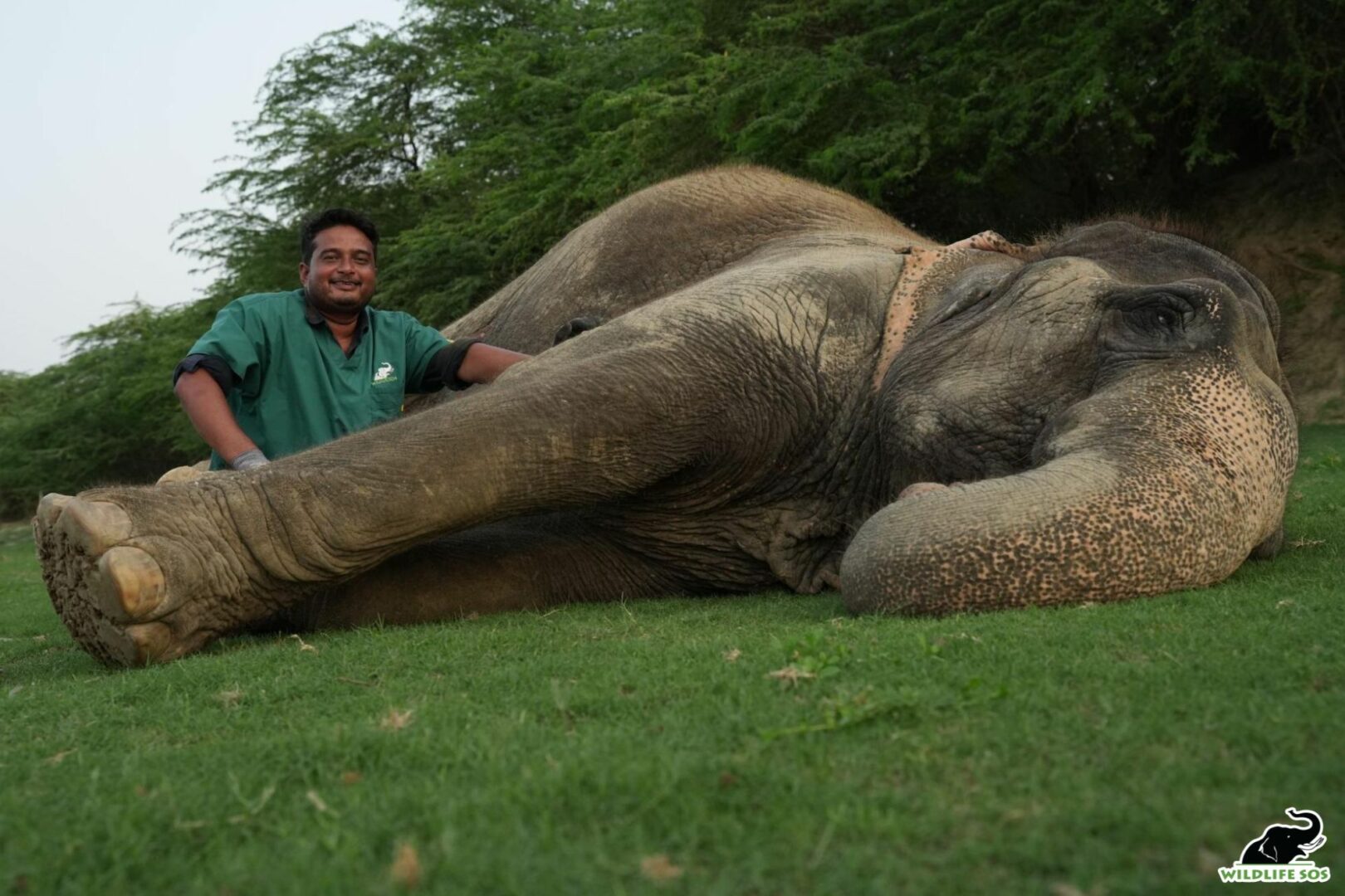 Dr. Pramod during his walks with eles