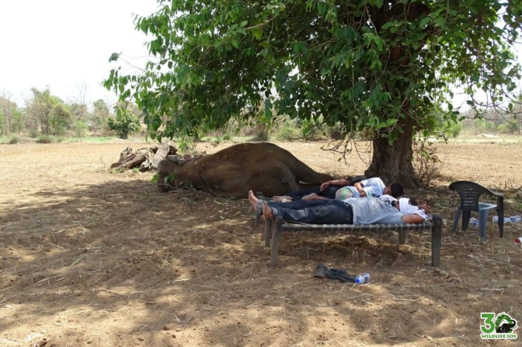 Holly along with the team having a good afternoon nap 