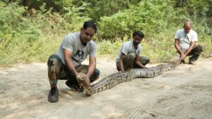 Rescues From The Helpline – November 2024