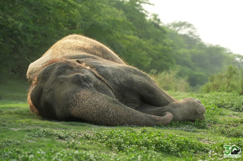 Ginger loves the soft grass, she gently rests