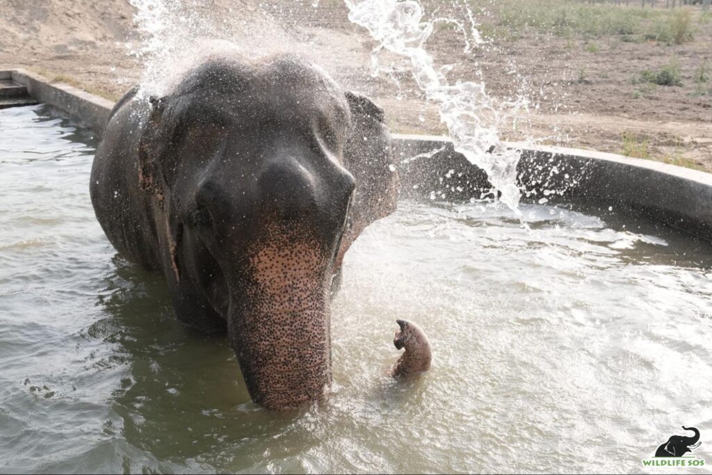 Raju in pool