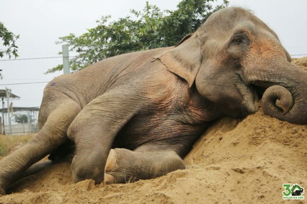 Lakshmi finds her comfort on her mound 