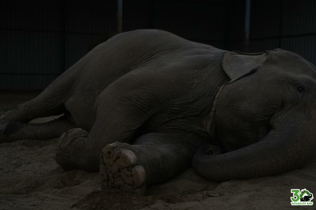 Tara drifts seamlessly into dreams