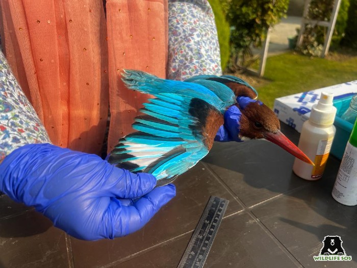 bird rescued in november