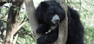 Bear Diary: Arthur’s Tale Of Tumbling Yet Thriving