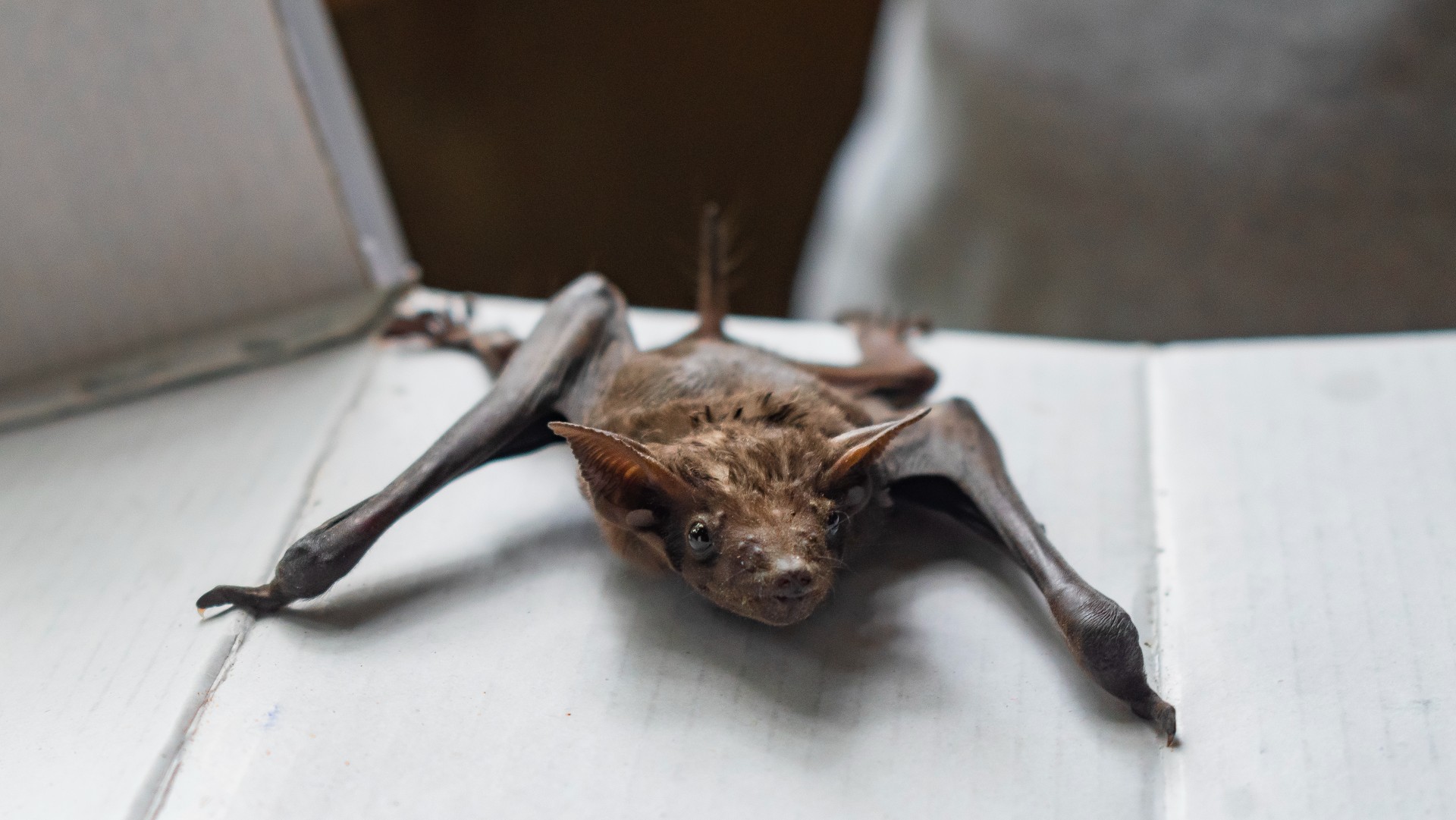 Batting An Eye For The Nocturnal Residents Of Delhi - Wildlife SOS