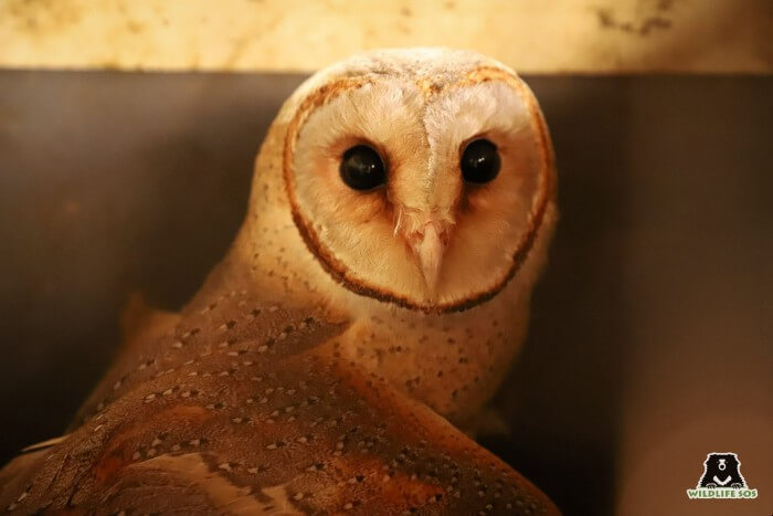 Barn Owl rescued by Wildlife SOS after manjha injury