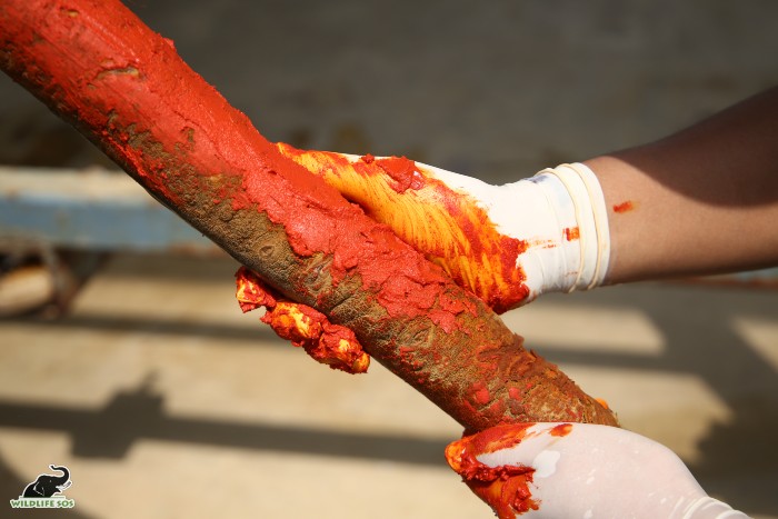 the wound on Bhola's tail being disinfected by a veterinarian at ECCC. [Photo (c) Wildlife SOS/Mradul Pathak]