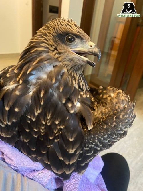 Black Kite rescued by the Delhi Rapid Response Unit in March 2022