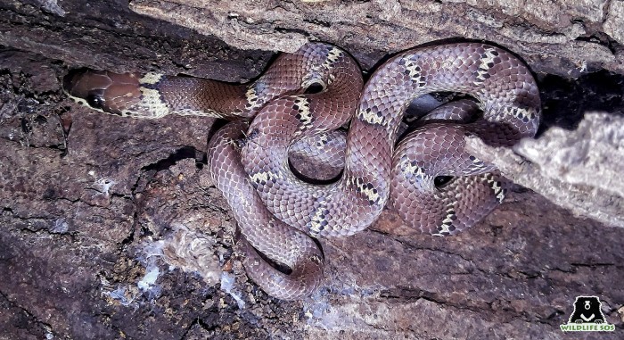 The Common Indian Wolf Snake is often mistaken for the venomous Krait.