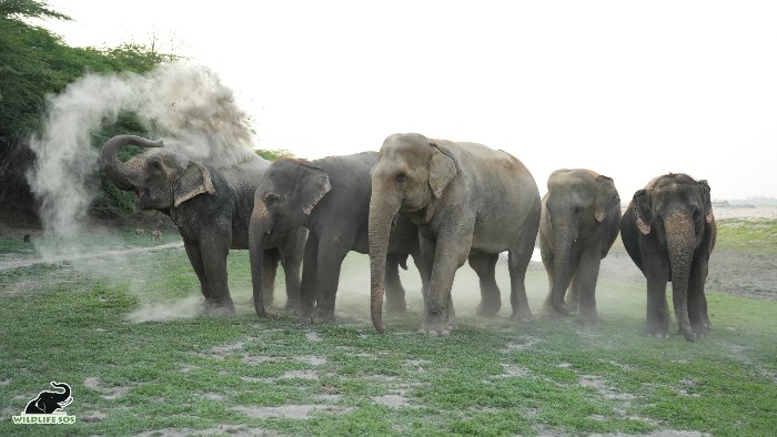 Herd of pachyderms at the Wildlife SOS Elephant Hospital.
