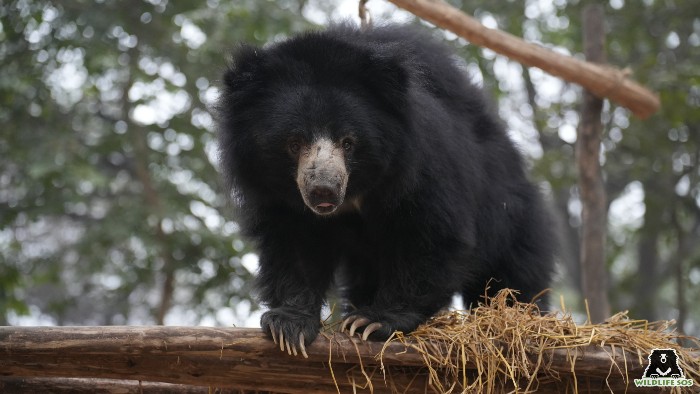 Sloth bear on their hammock layered with hay to keep them warm as they do not enter hibernation